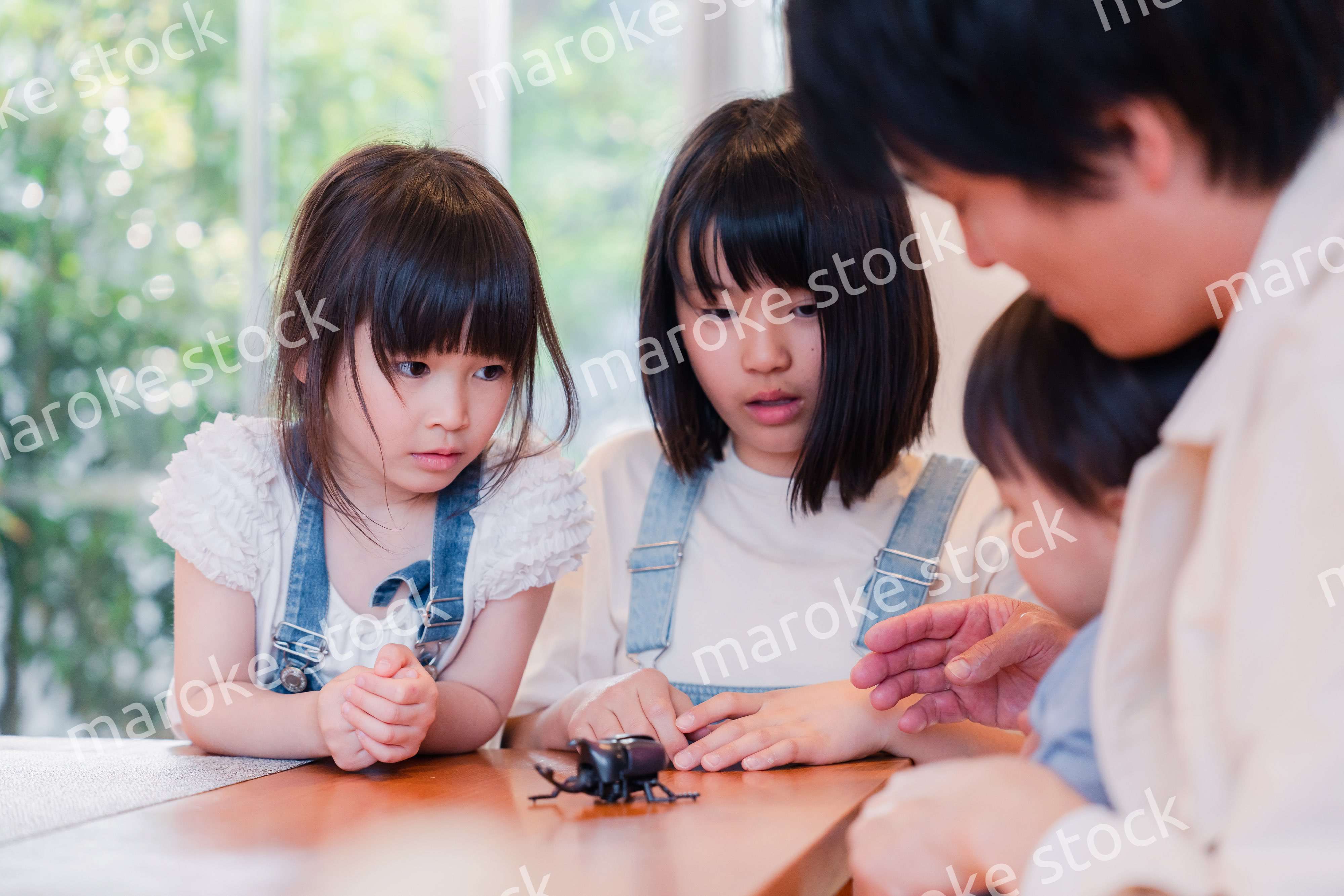 昆虫の観察をする家族