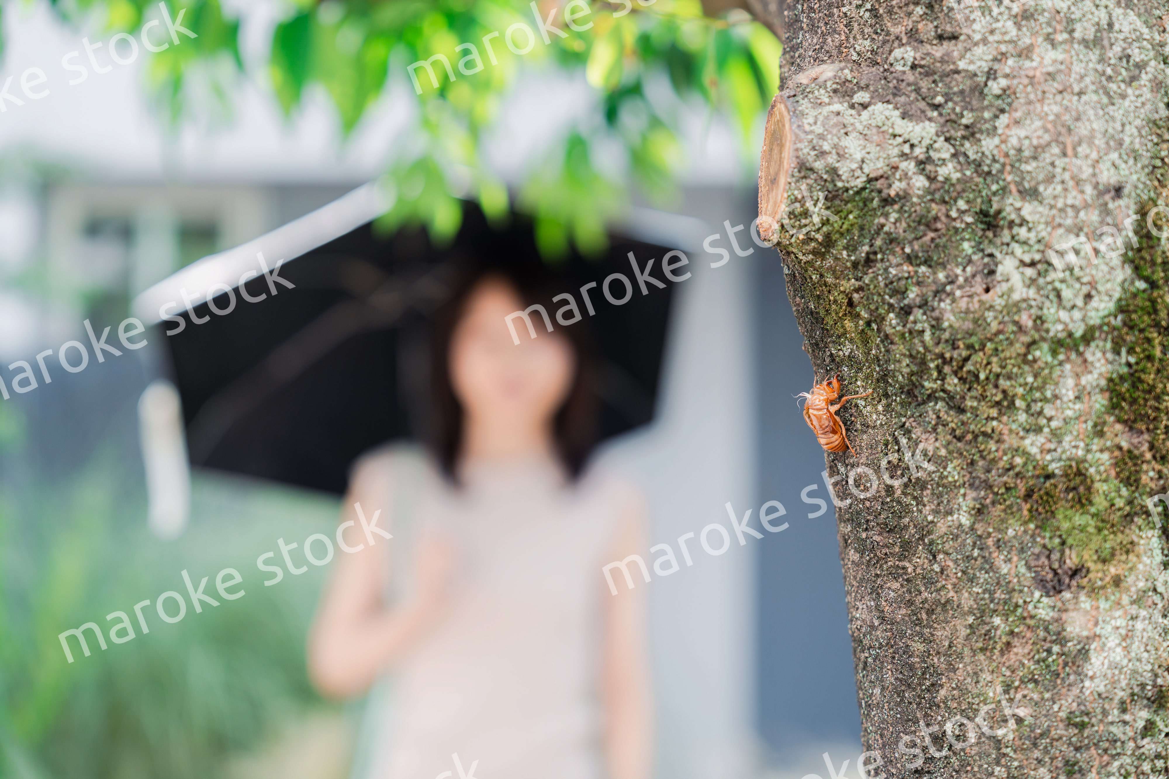 セミの抜け殻・真夏イメージ
