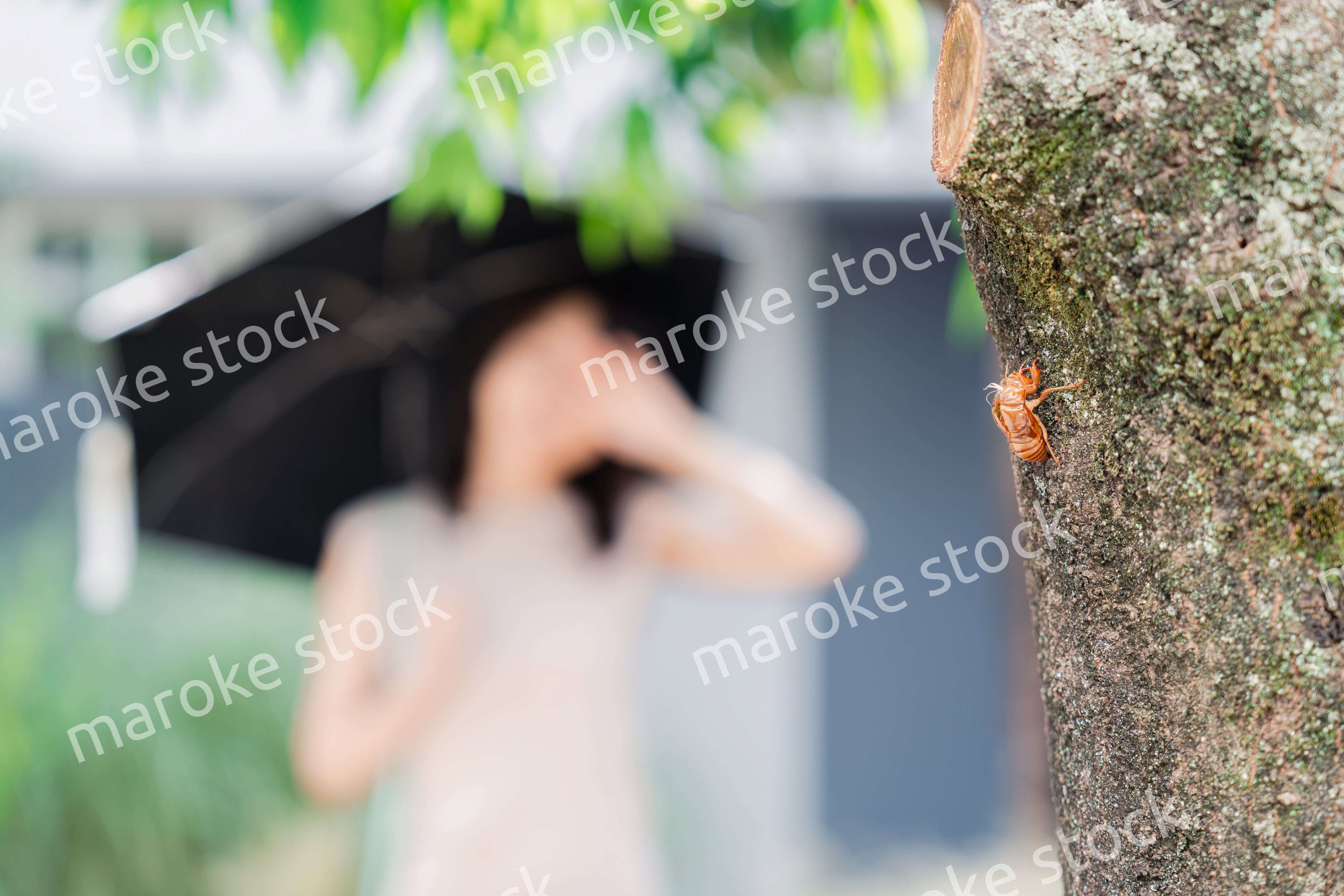 セミの抜け殻・真夏イメージ