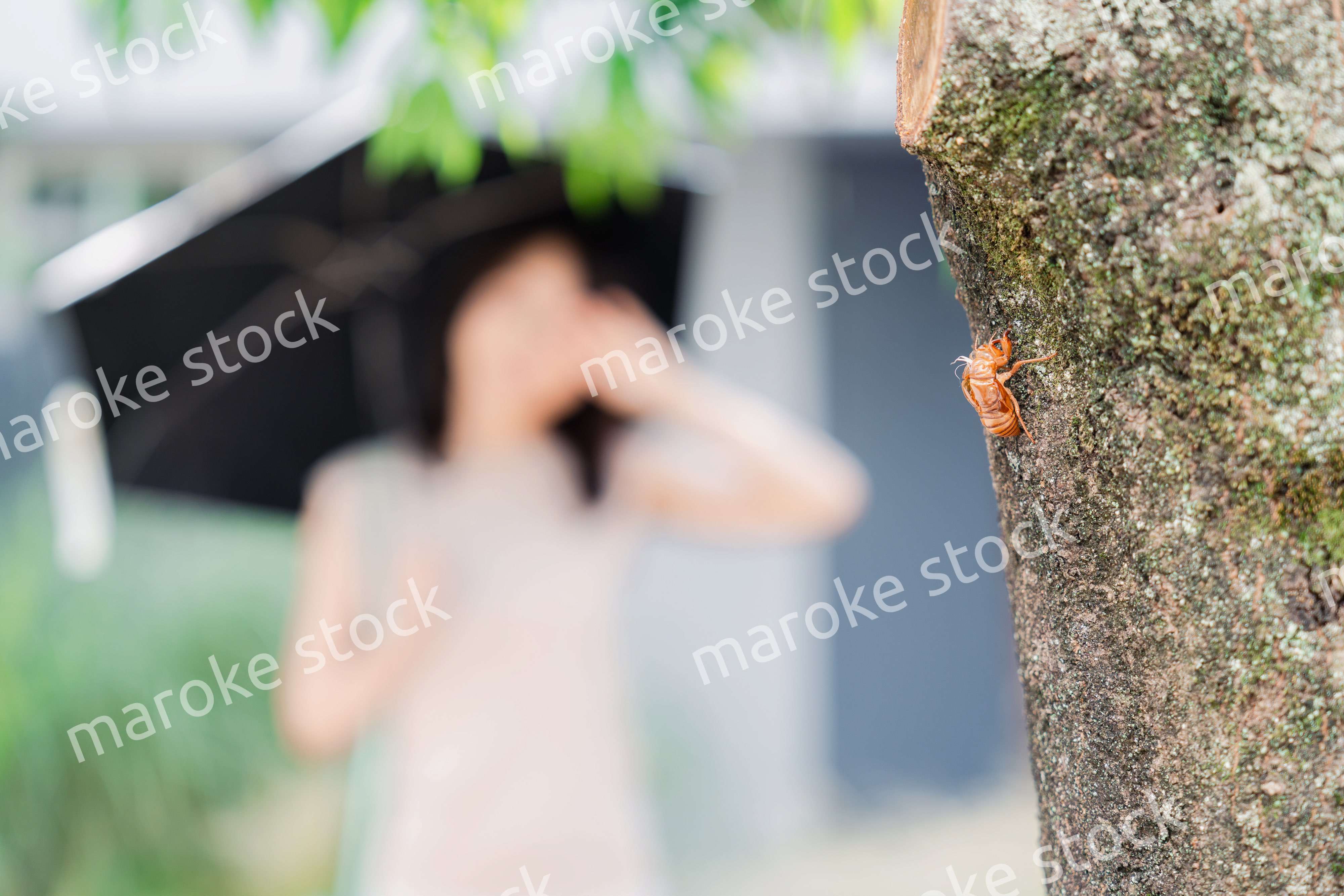 セミの抜け殻・真夏イメージ