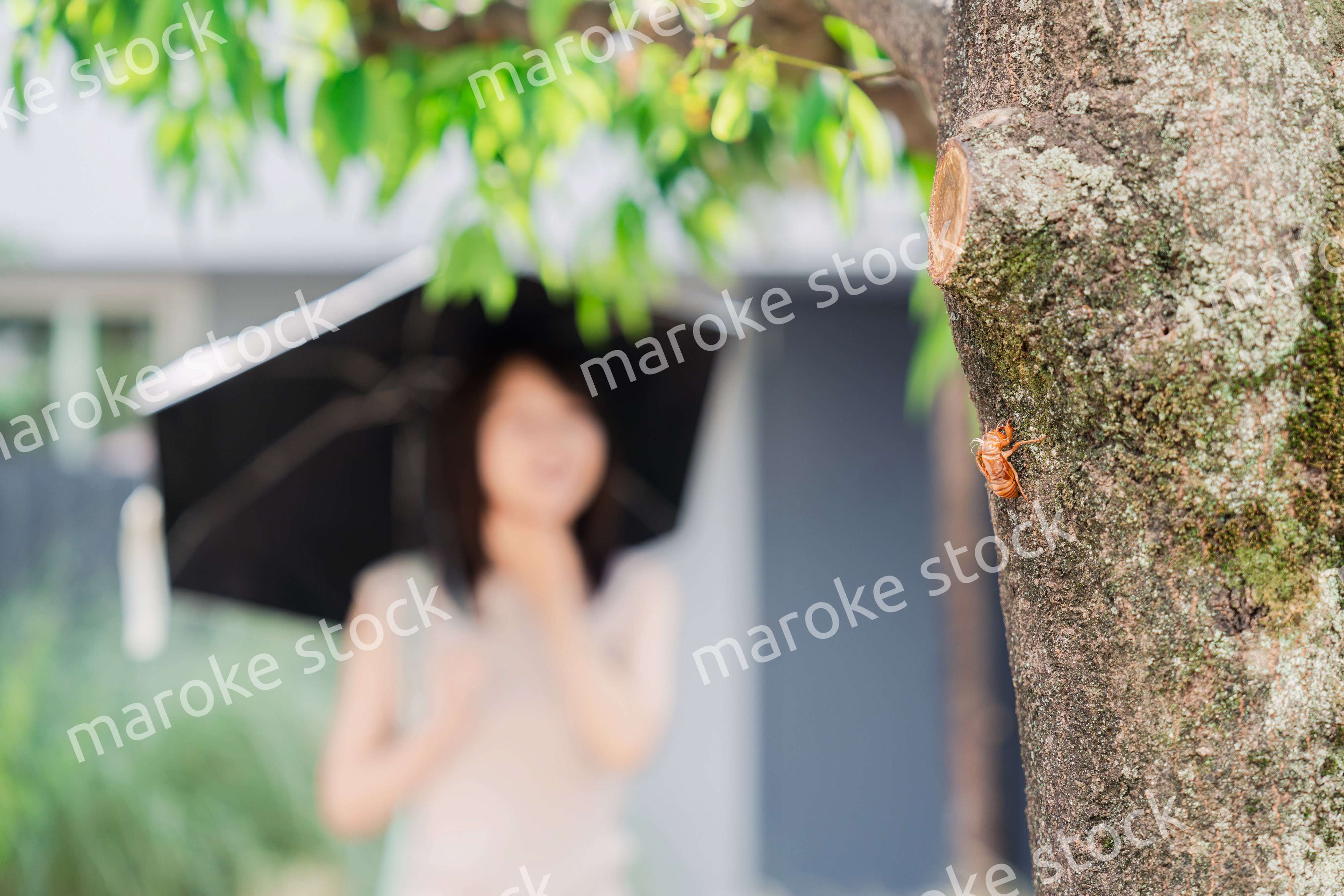 セミの抜け殻・真夏イメージ