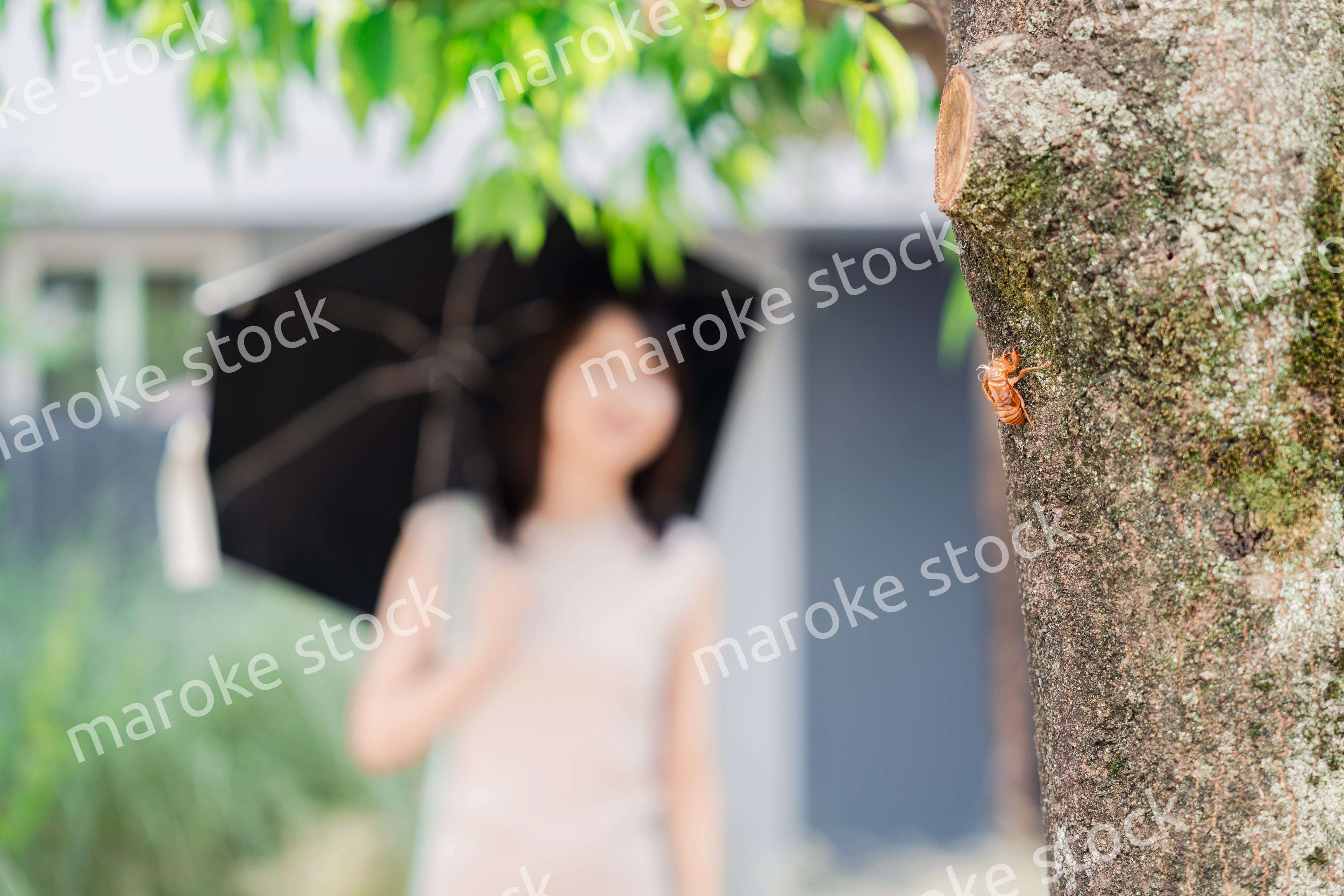 セミの抜け殻・真夏イメージ