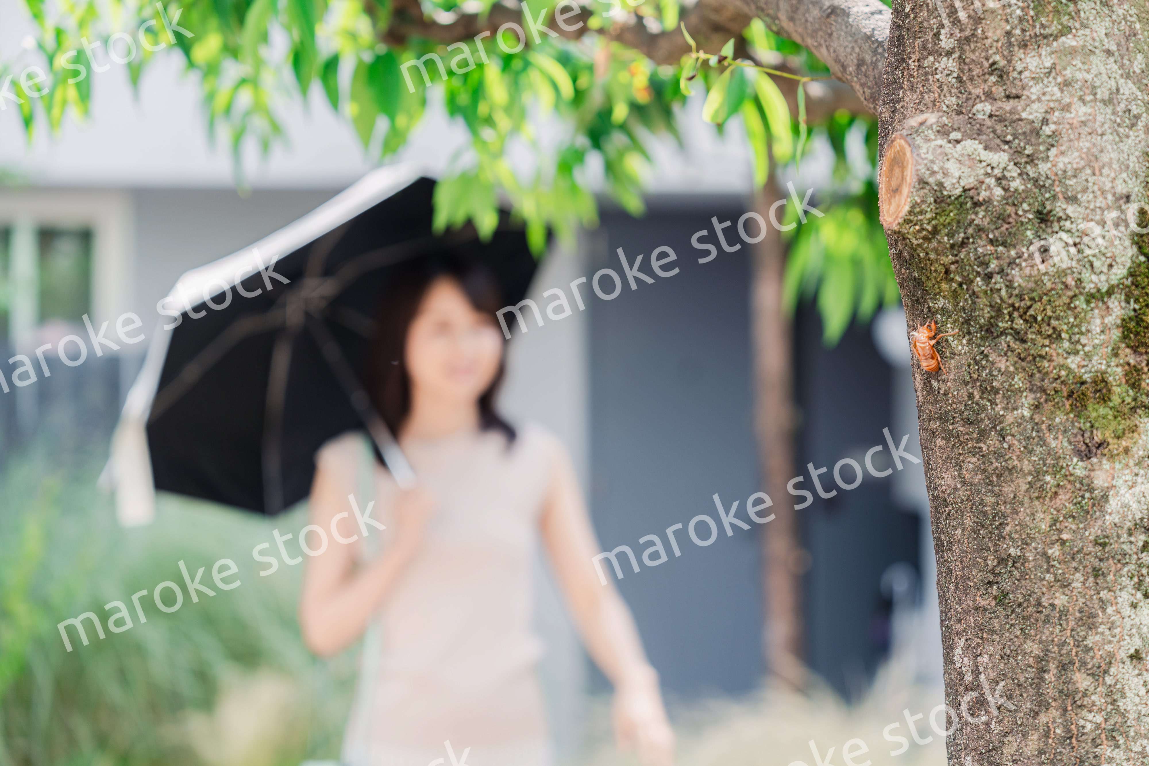 セミの抜け殻・真夏イメージ