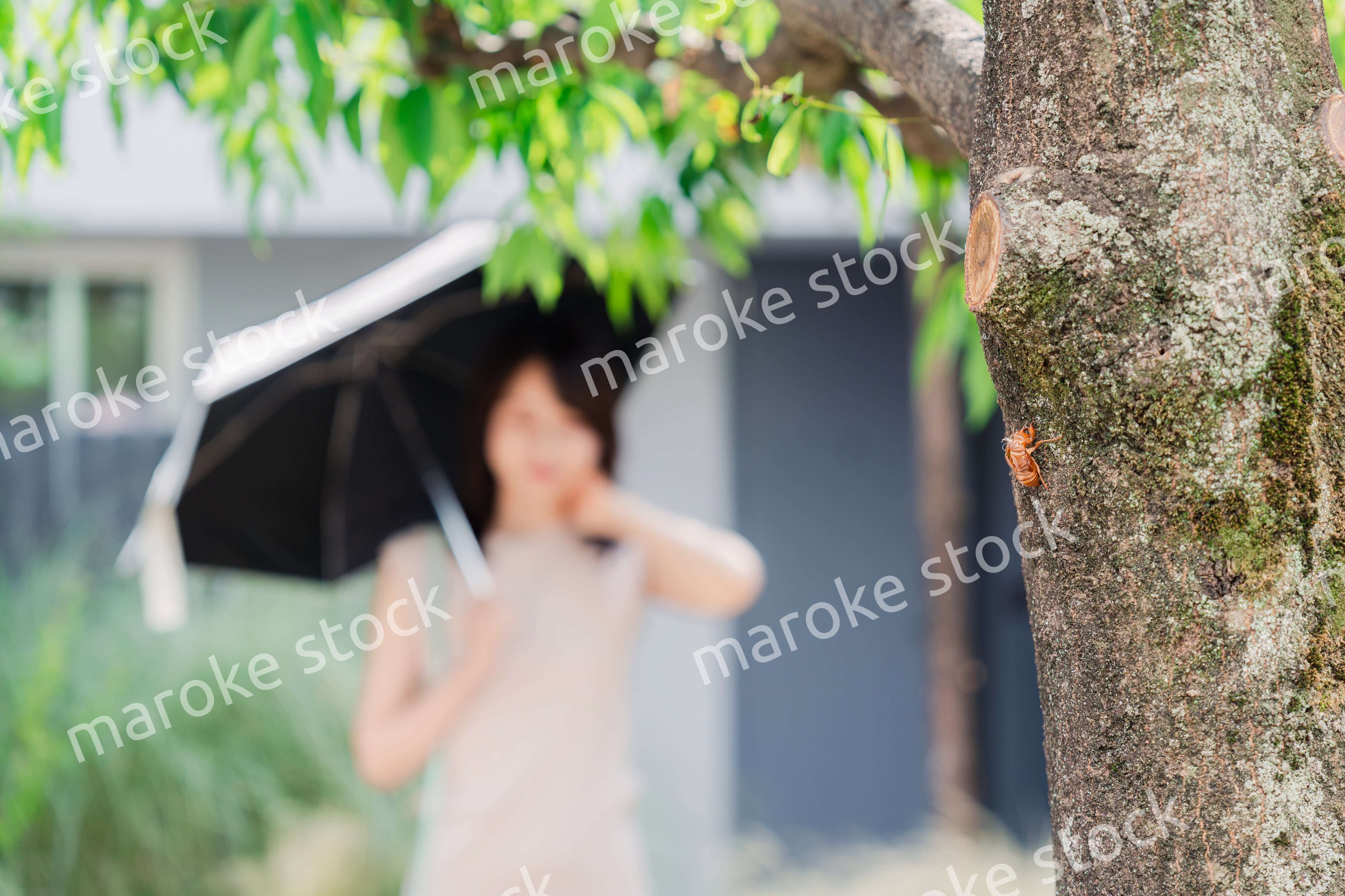 セミの抜け殻・真夏イメージ