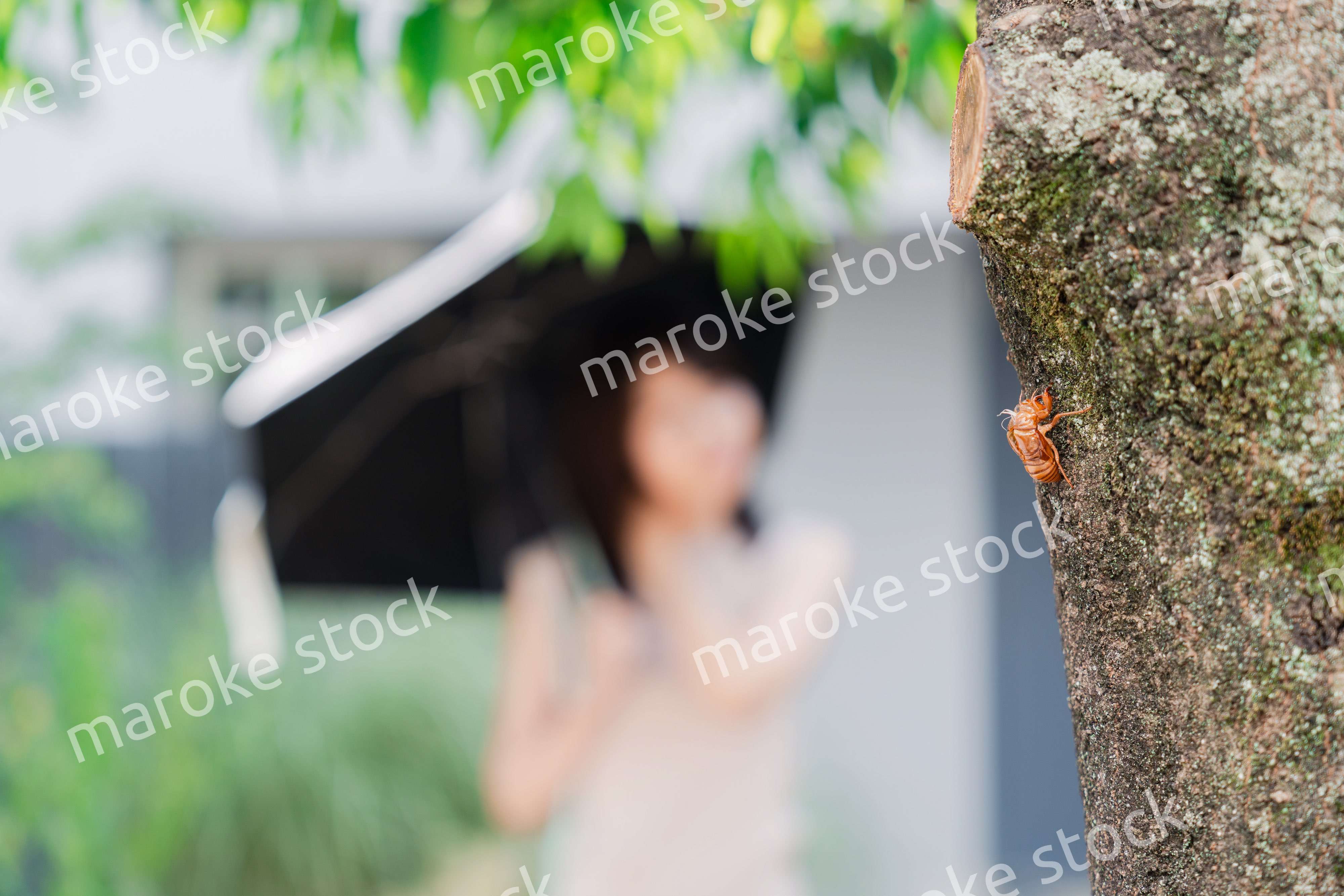 セミの抜け殻・真夏イメージ