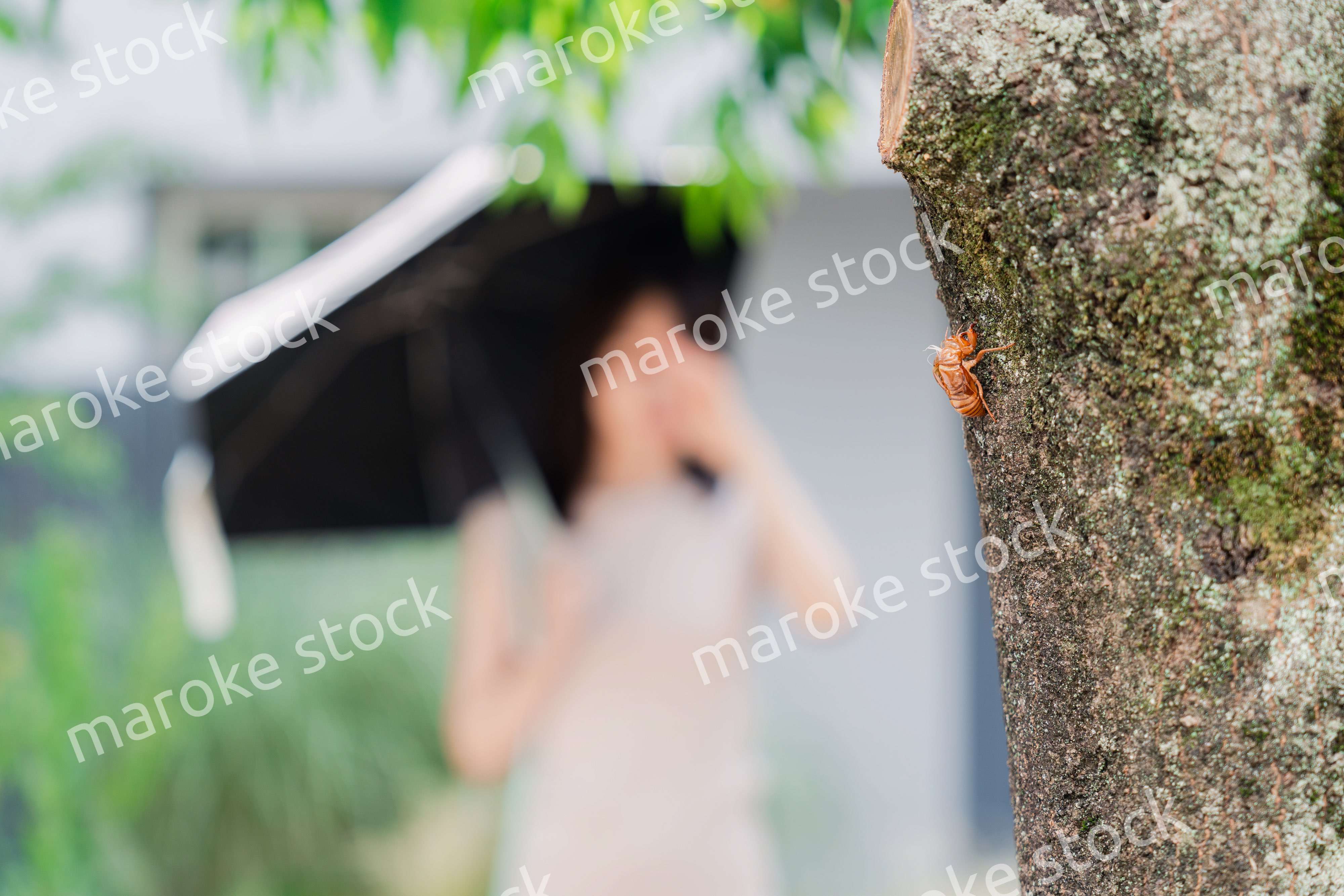セミの抜け殻・真夏イメージ