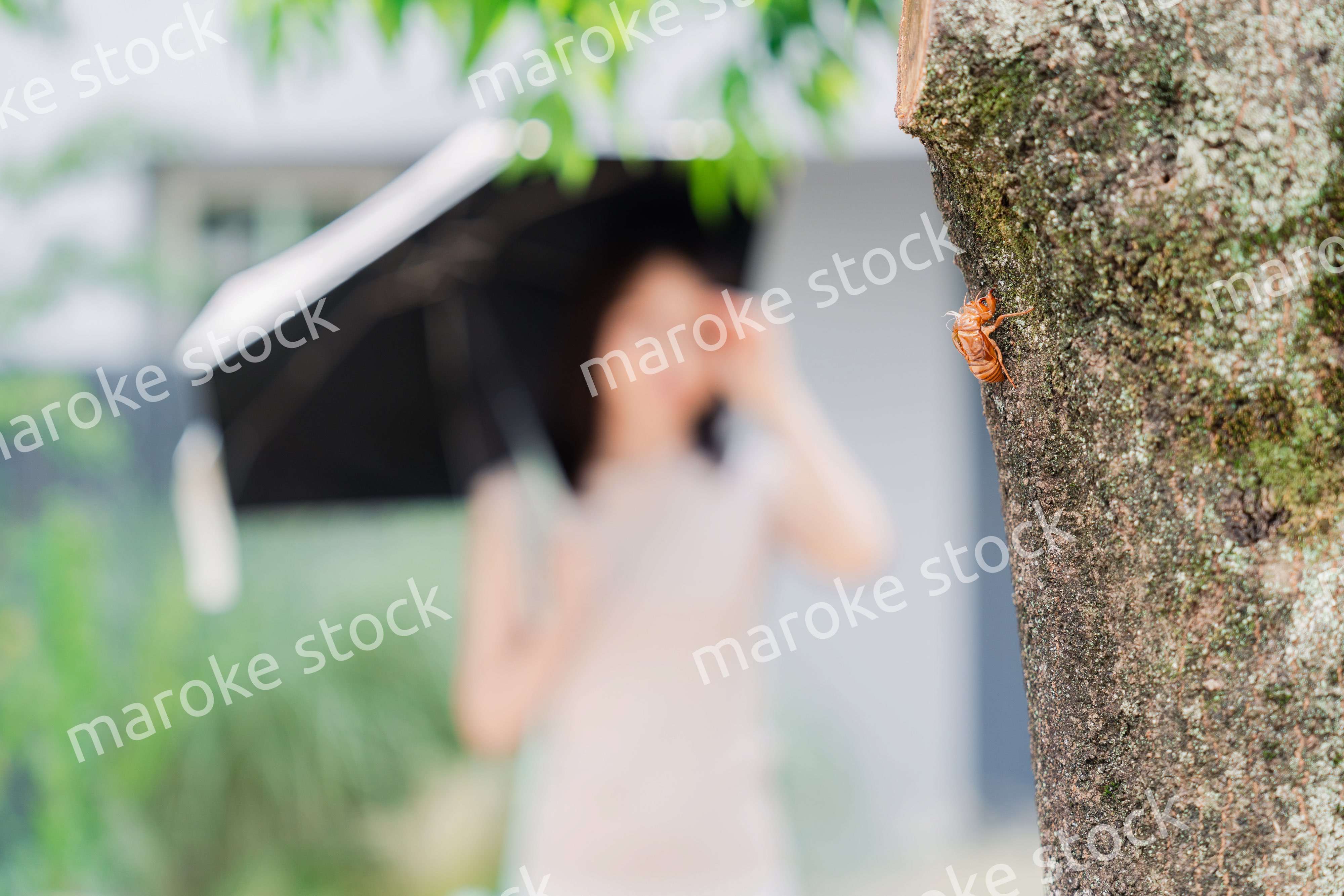 セミの抜け殻・真夏イメージ