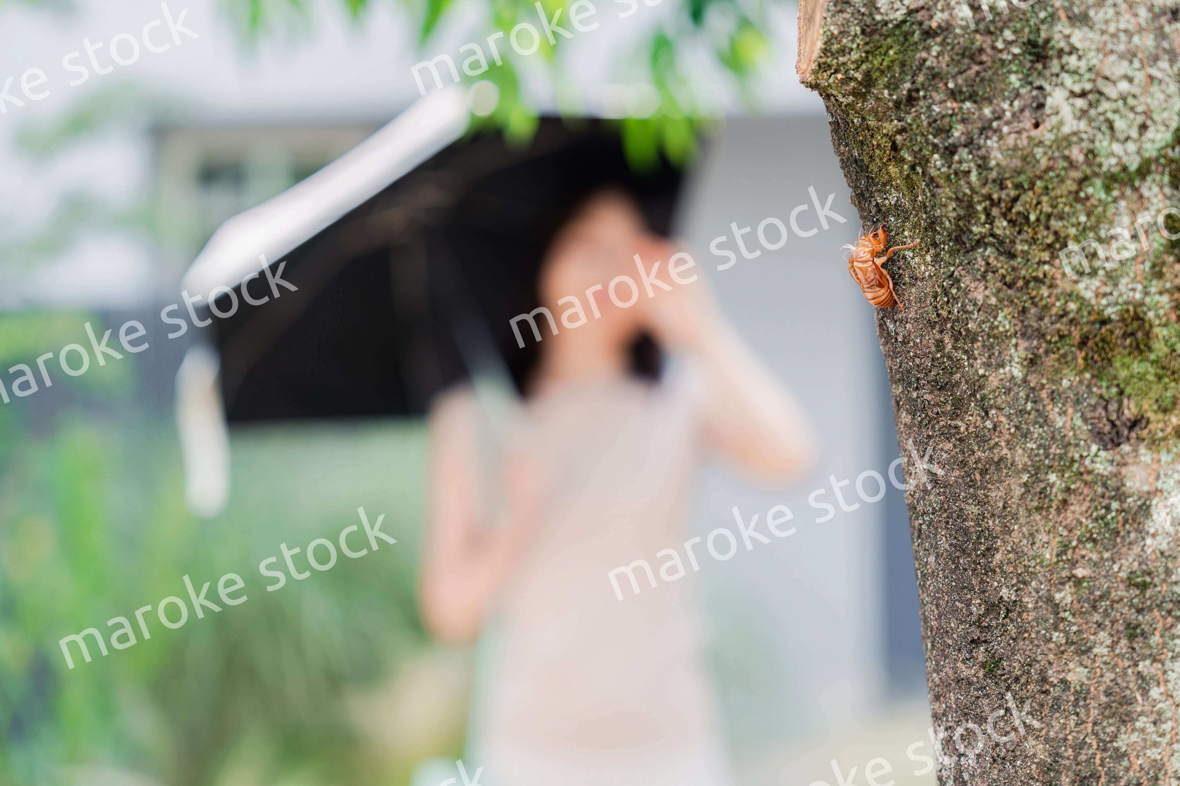 セミの抜け殻・真夏イメージ