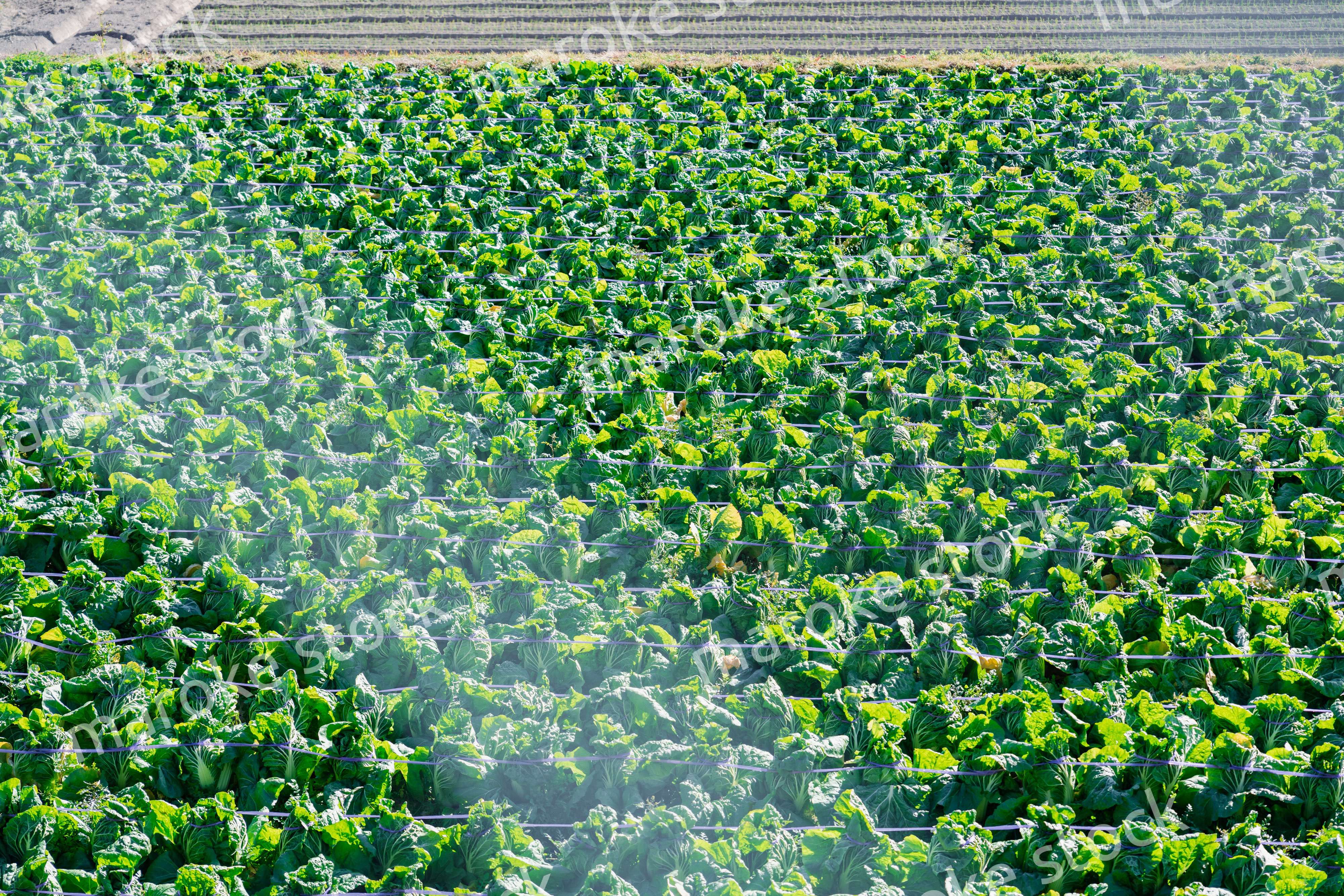 畑で大きく育つハクサイ