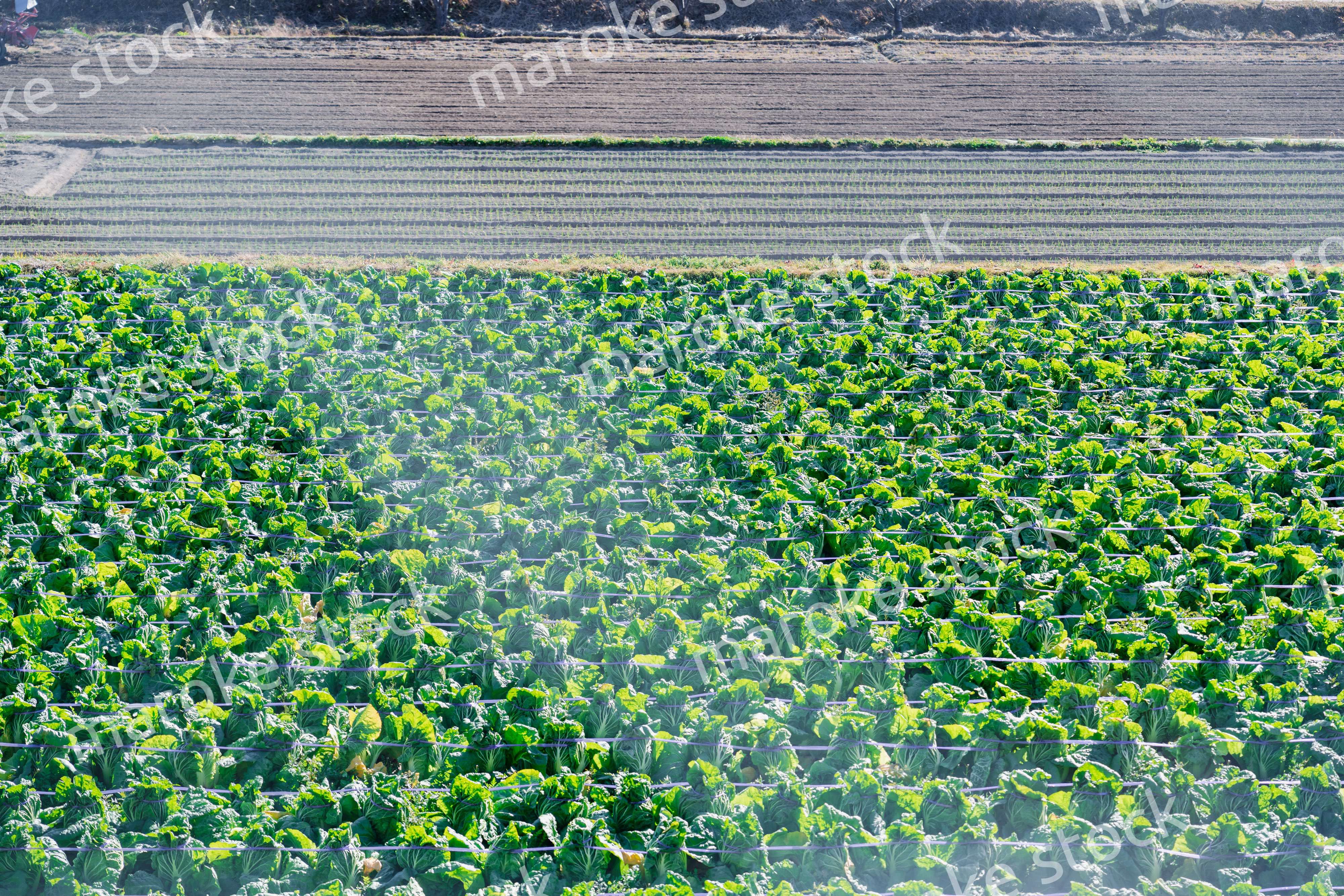 畑で大きく育つハクサイ