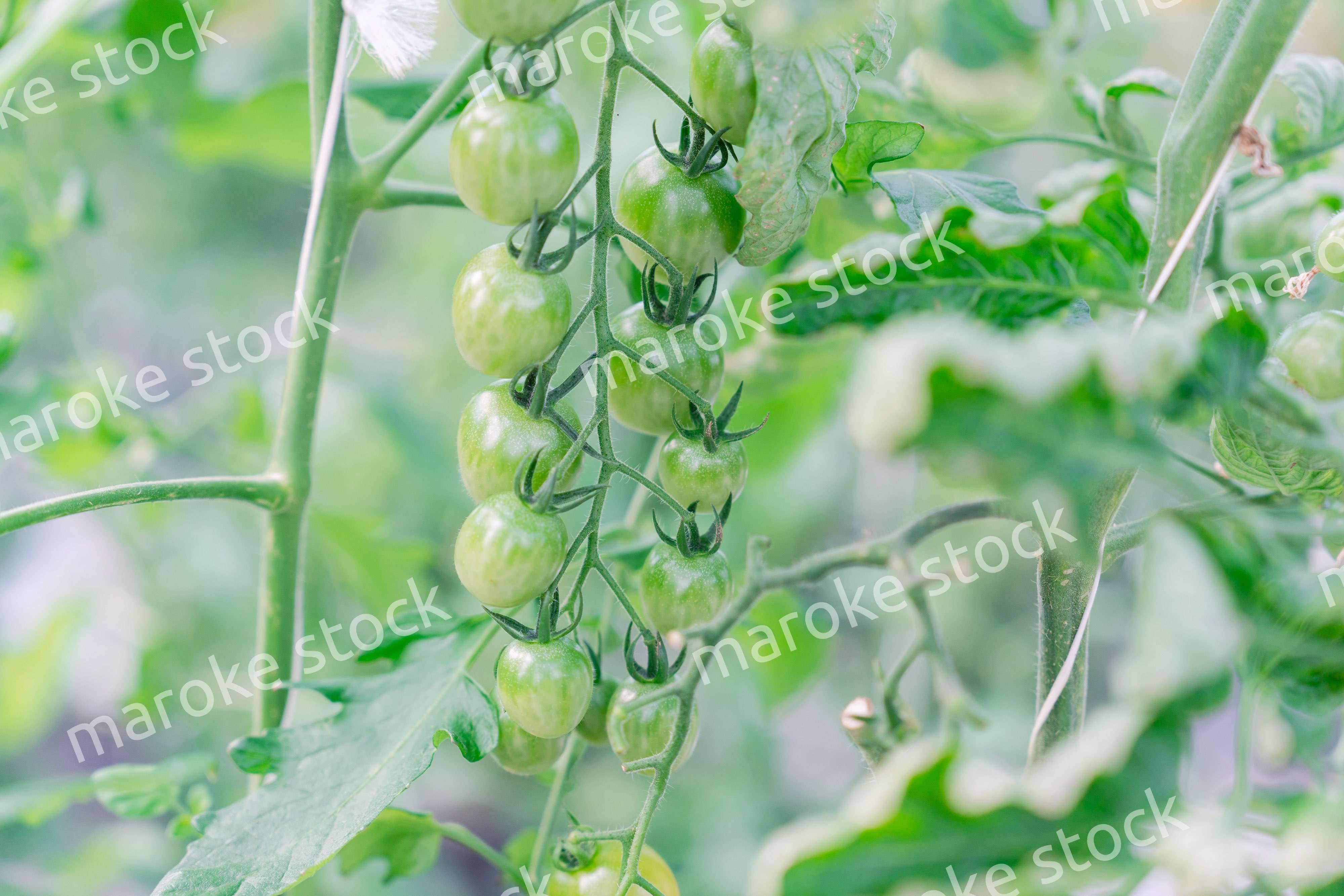 畑で育つトマト