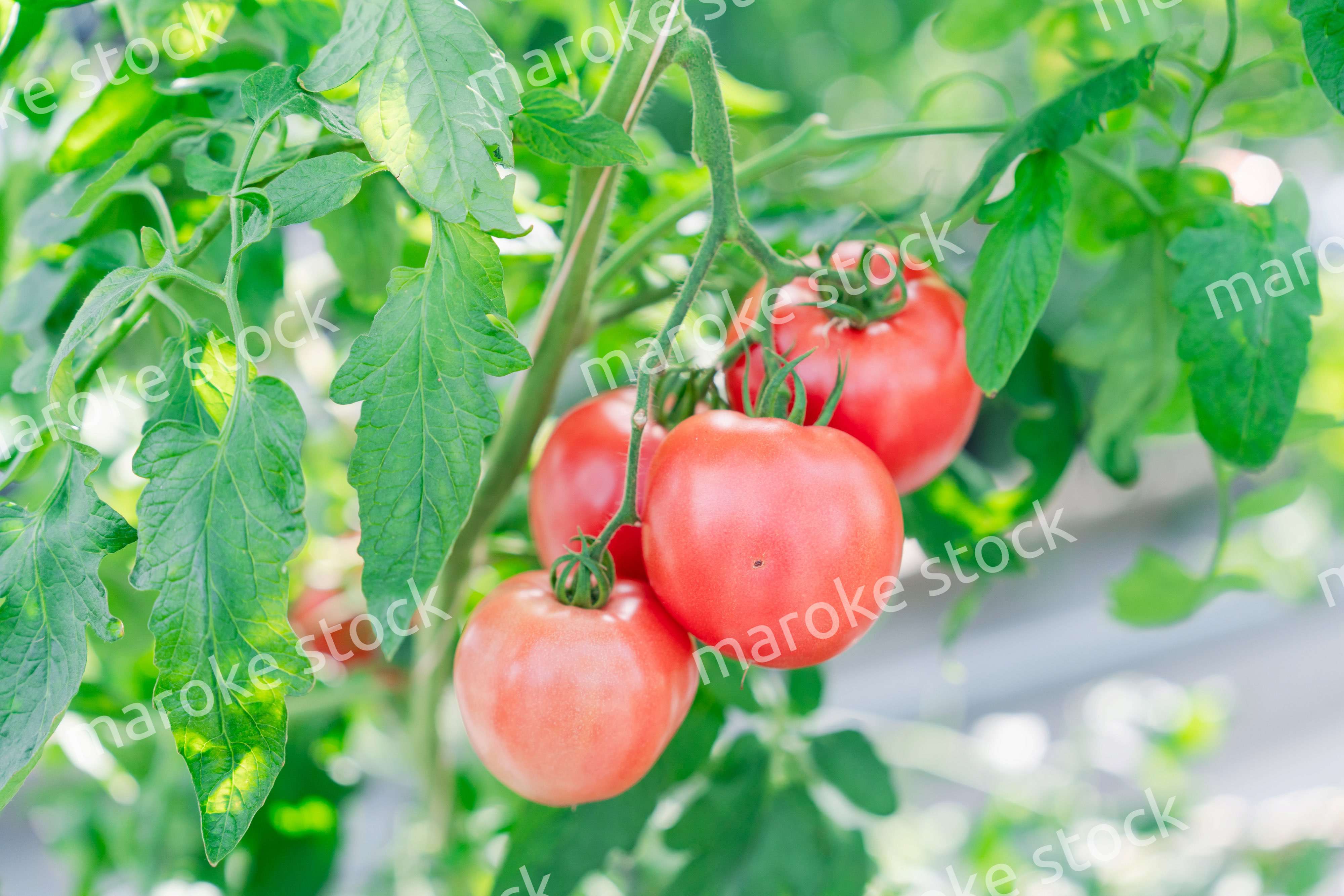 畑で育つトマト