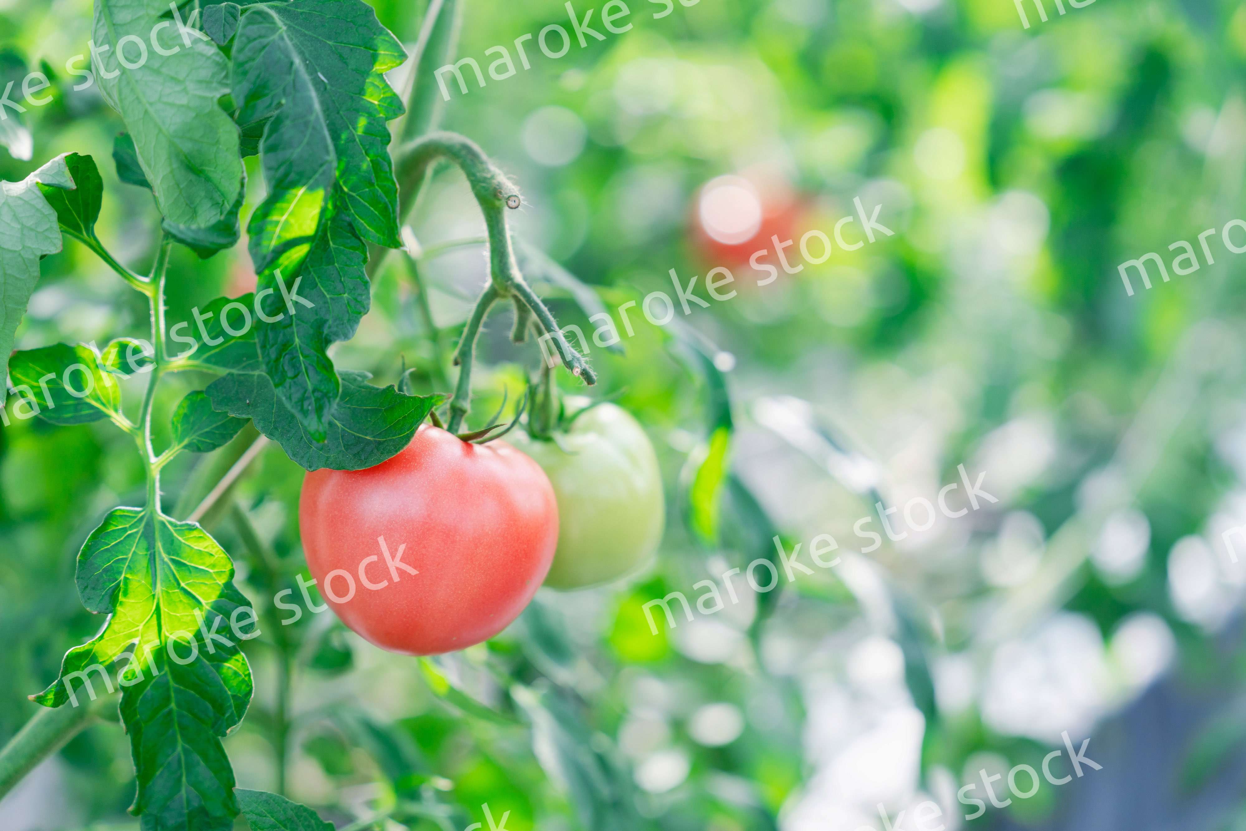 畑で育つトマト