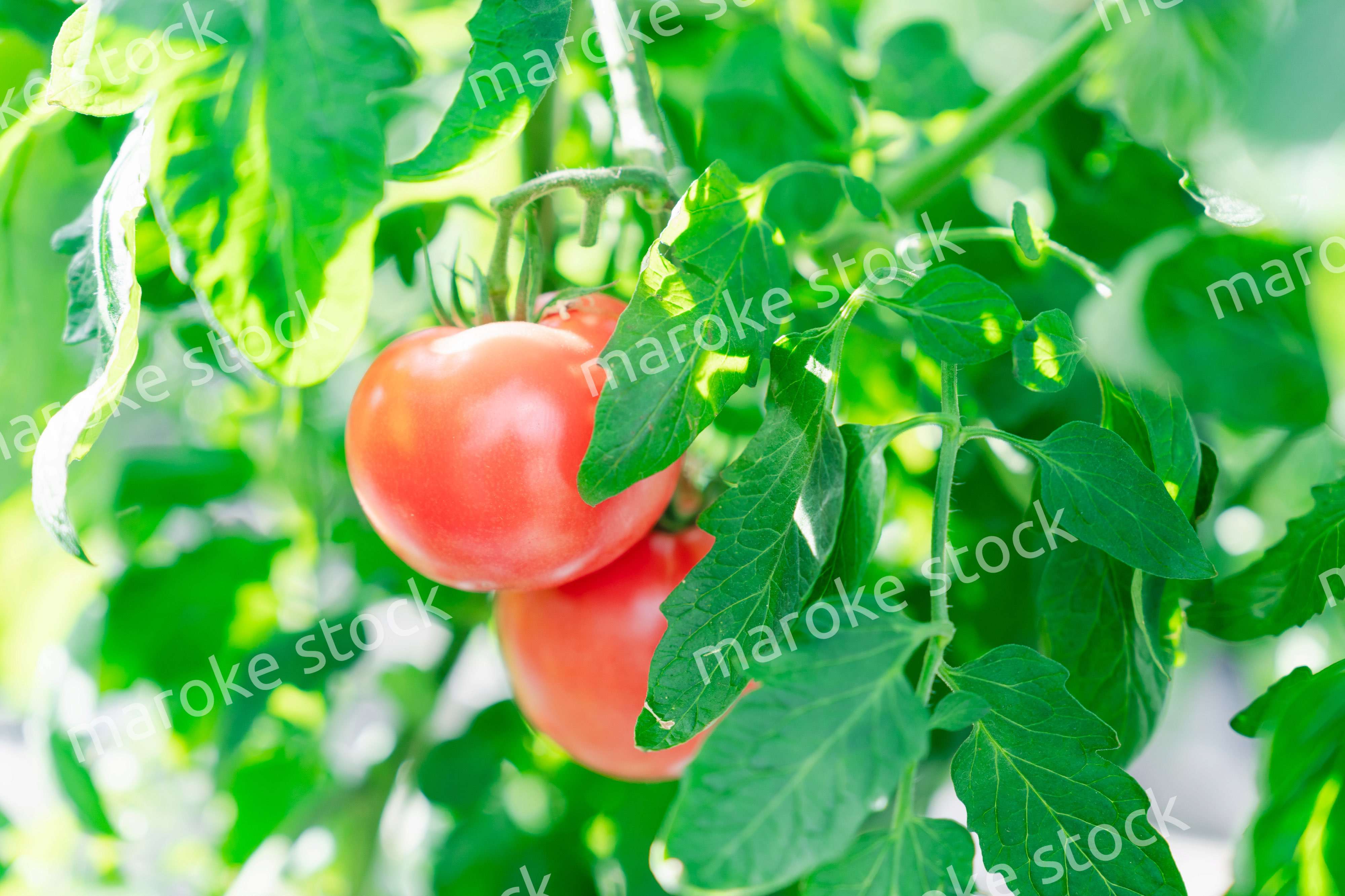 畑で育つトマト