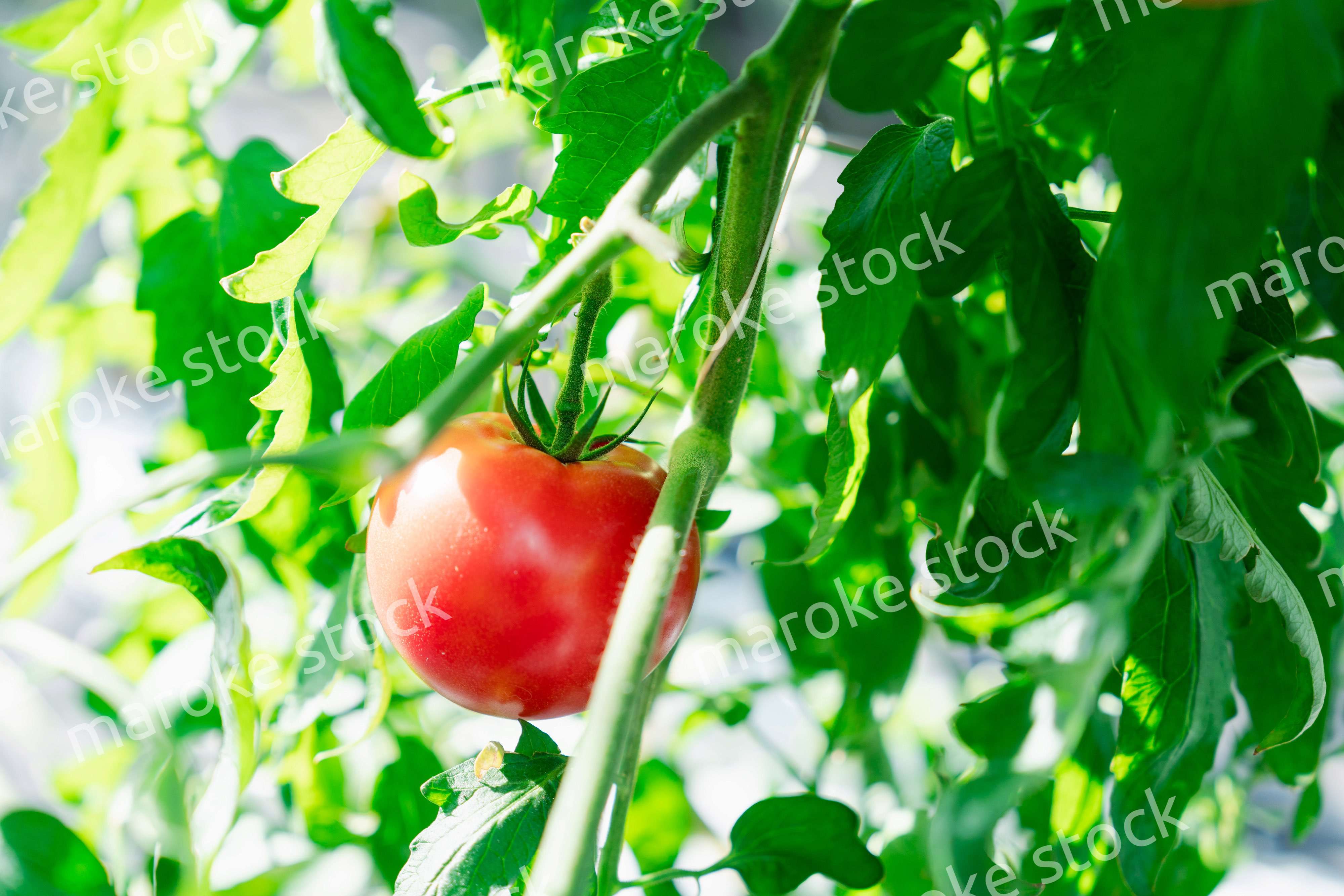 畑で育つトマト