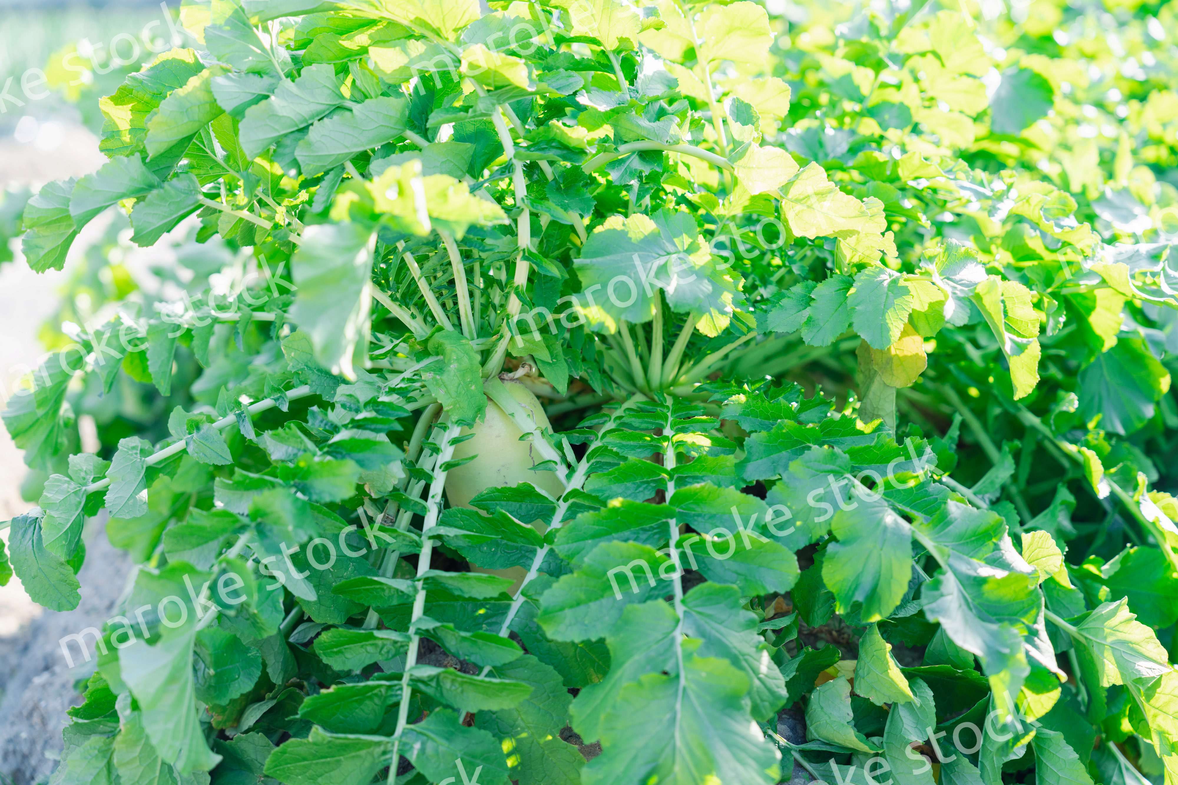 畑で大きく育つダイコン