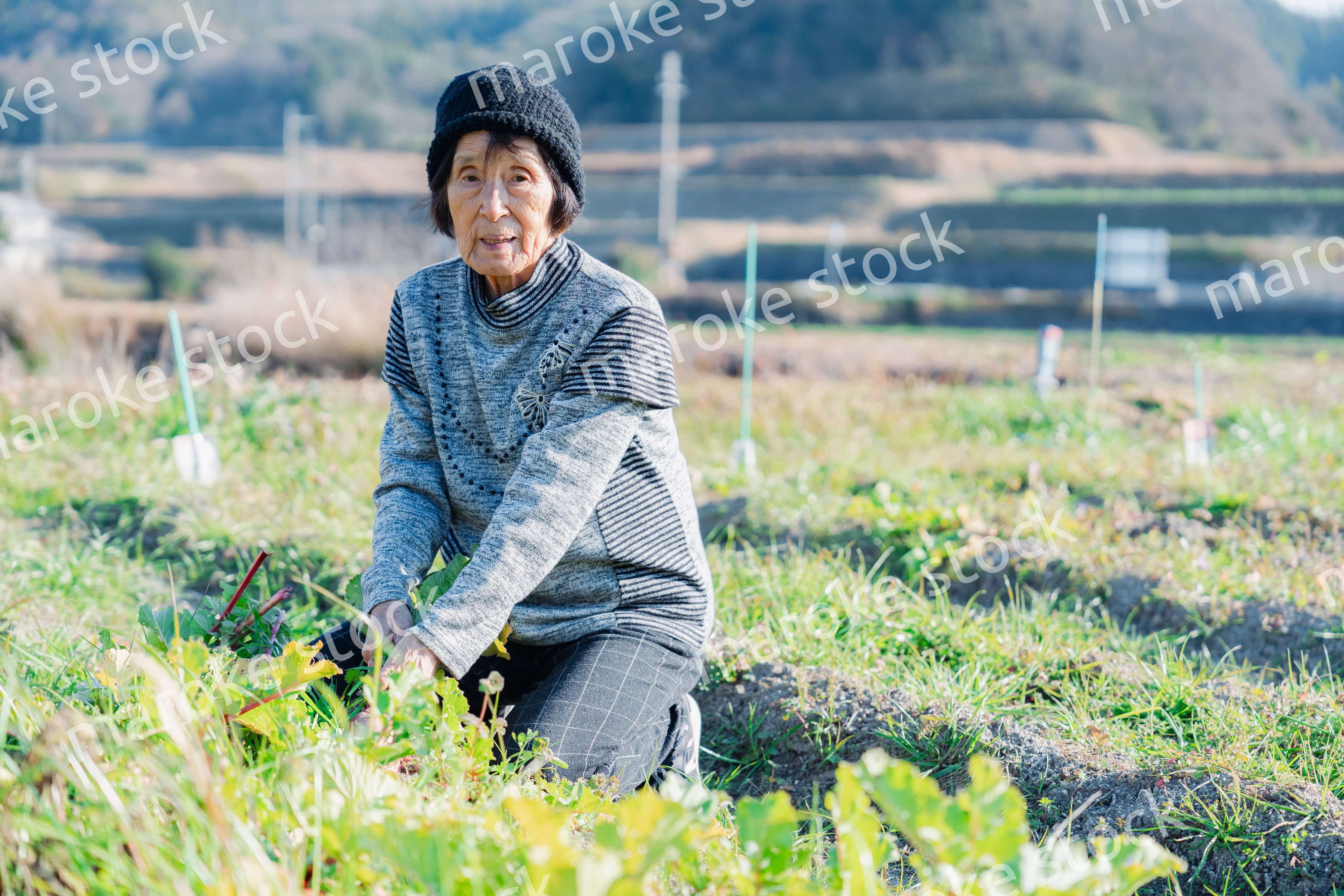 畑で野菜を収穫する高齢の女性