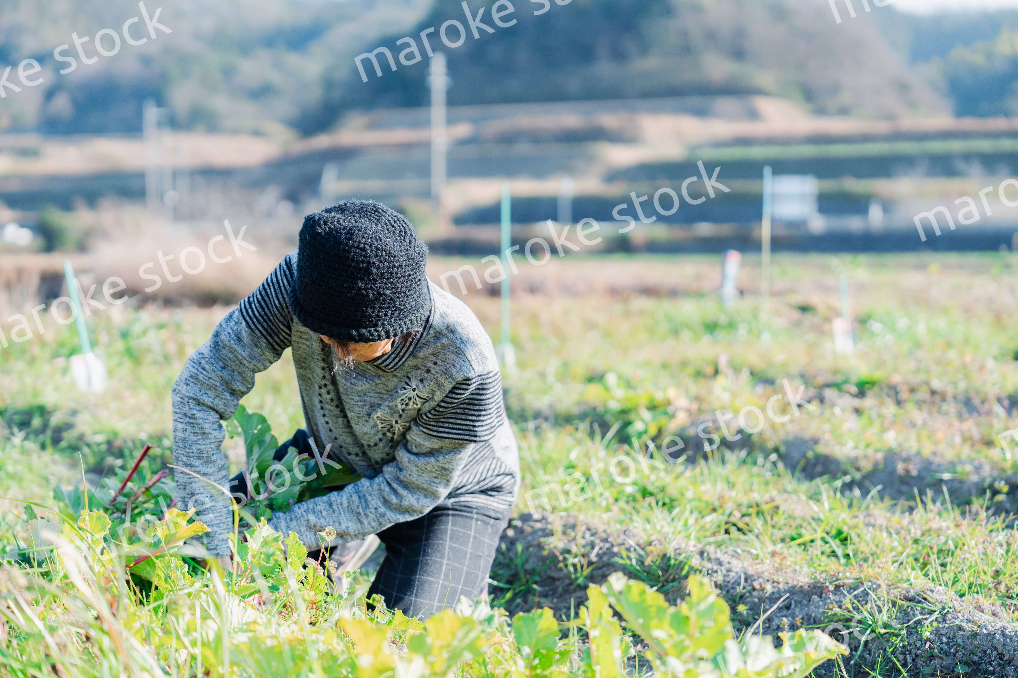 畑で野菜を収穫する高齢の女性