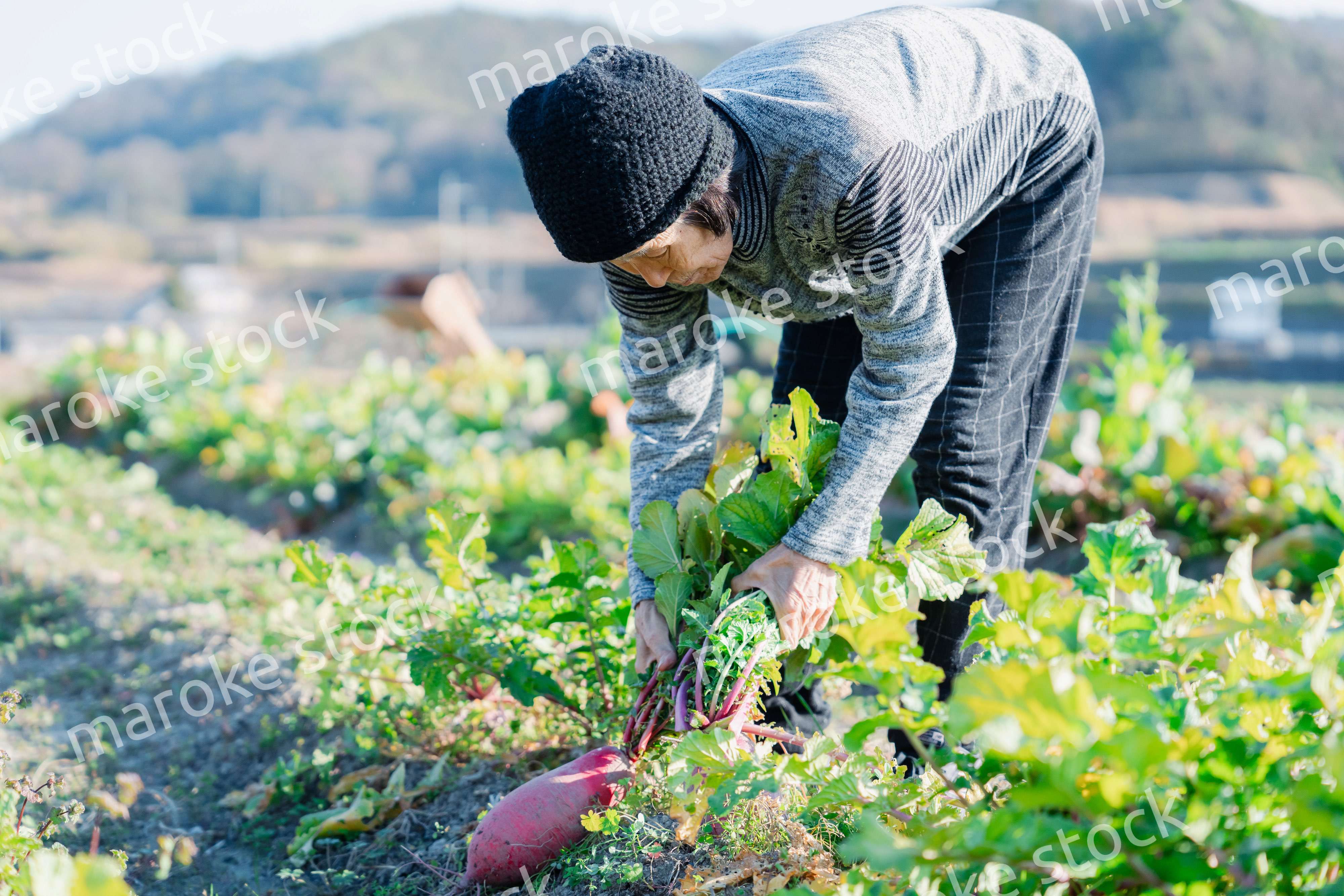 畑で野菜を収穫する高齢の女性