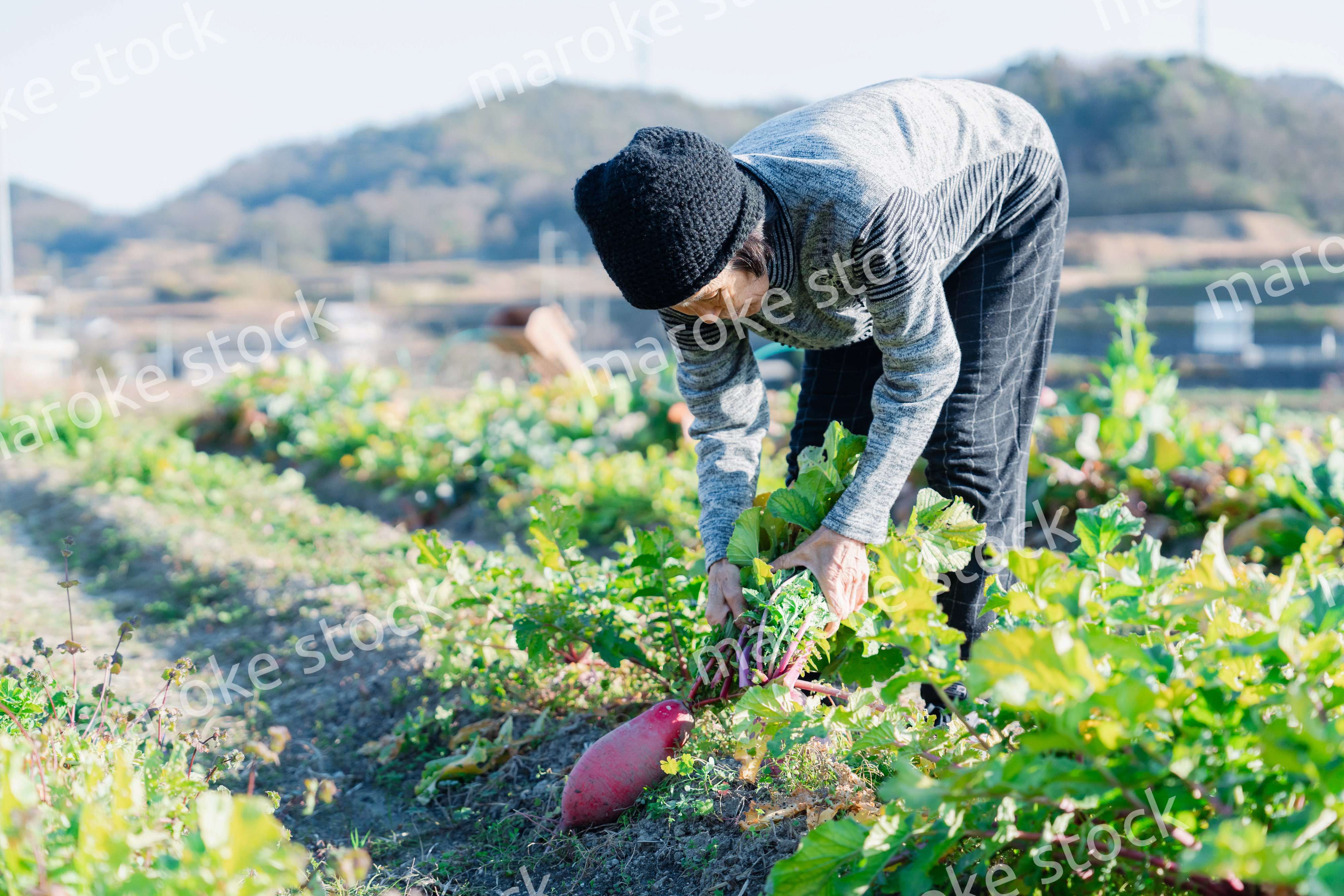 畑で野菜を収穫する高齢の女性