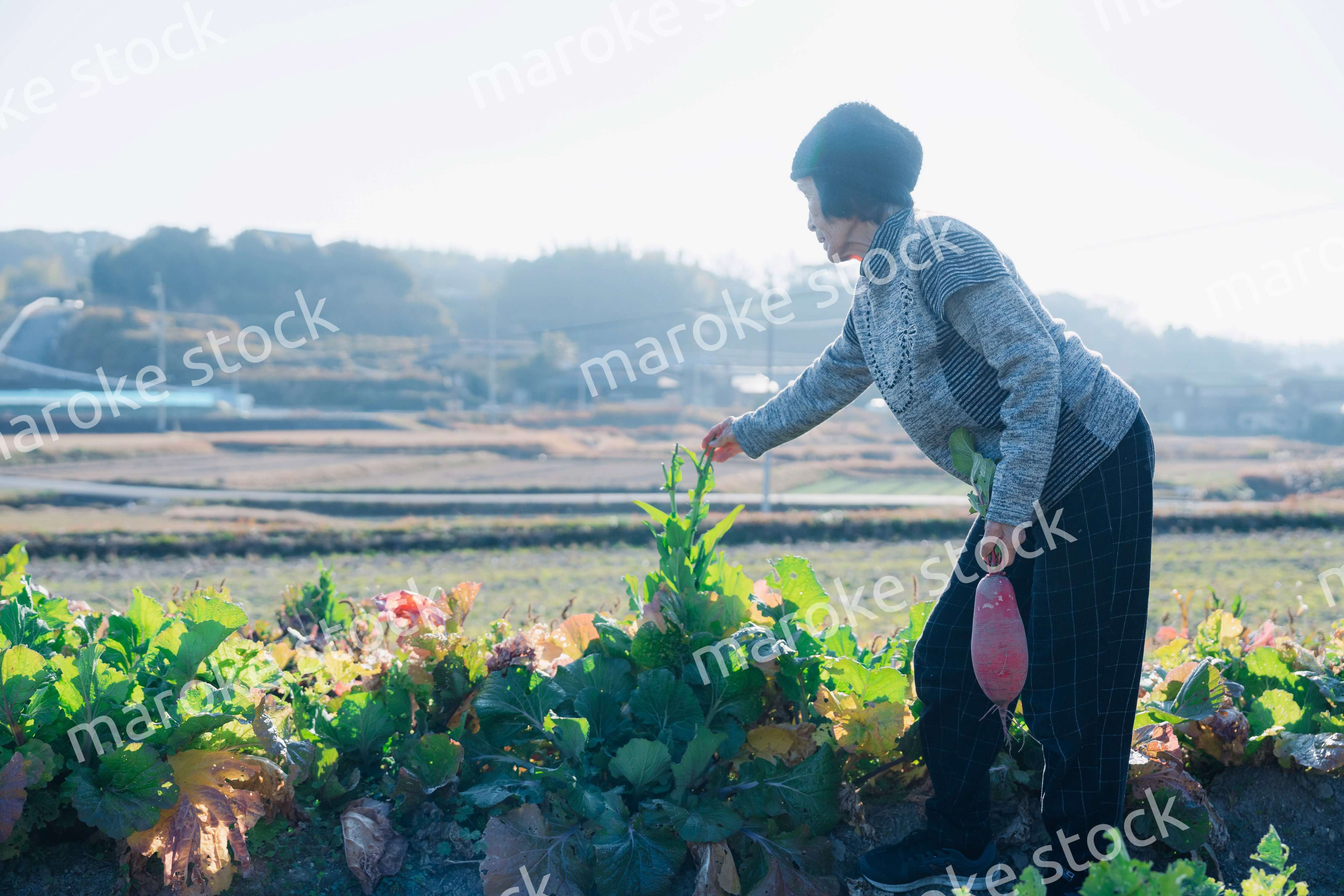 畑で野菜を収穫する高齢の女性