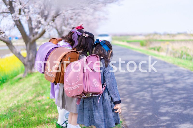 ランドセルを背負って楽しく登校する小学生の女の子たち