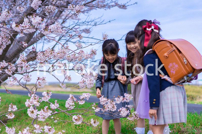 ランドセルを背負って楽しく登校する小学生の女の子たち