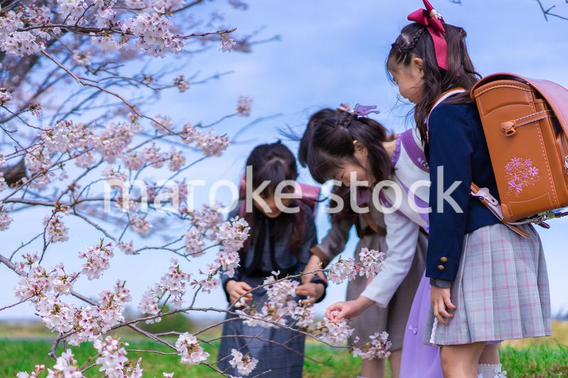 ランドセルを背負って楽しく登校する小学生の女の子たち