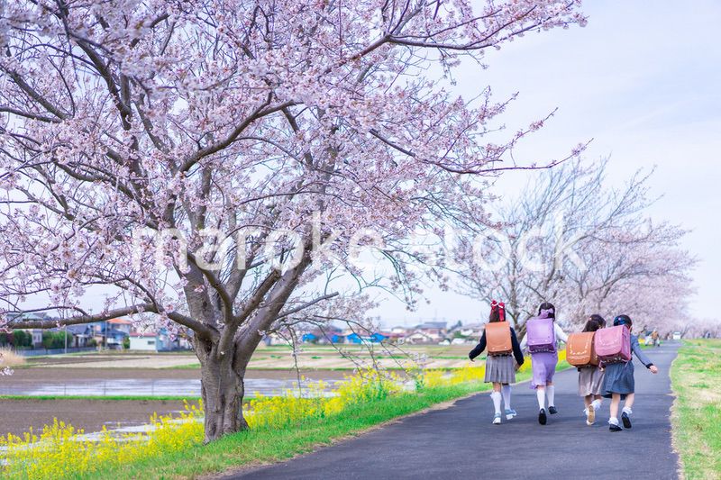 ランドセルを背負って楽しく登校する小学生の女の子たち