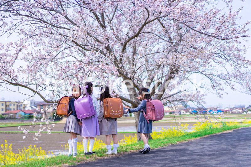 ランドセルを背負って楽しく登校する小学生の女の子たち