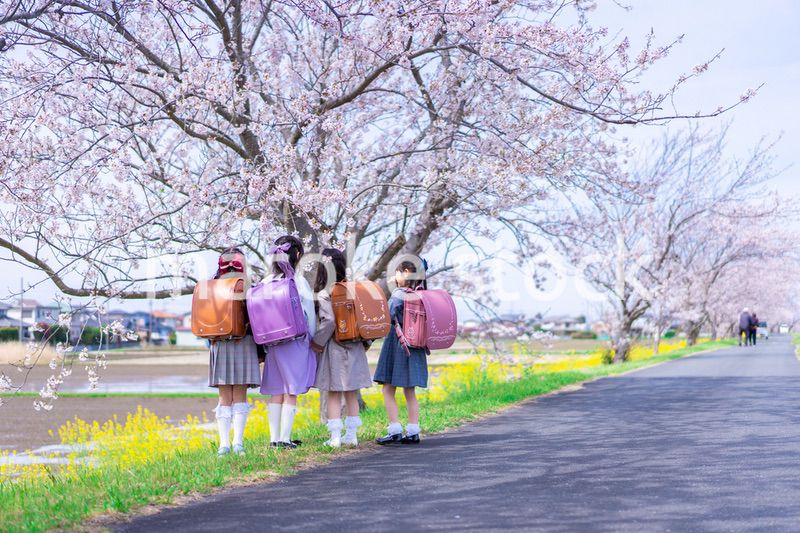 ランドセルを背負って楽しく登校する小学生の女の子たち