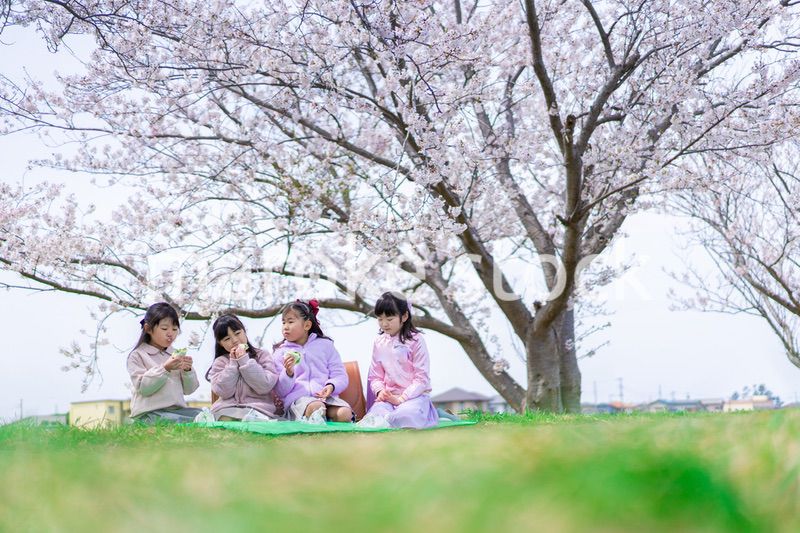 桜の木の下でピクニックをする小さな女の子たち