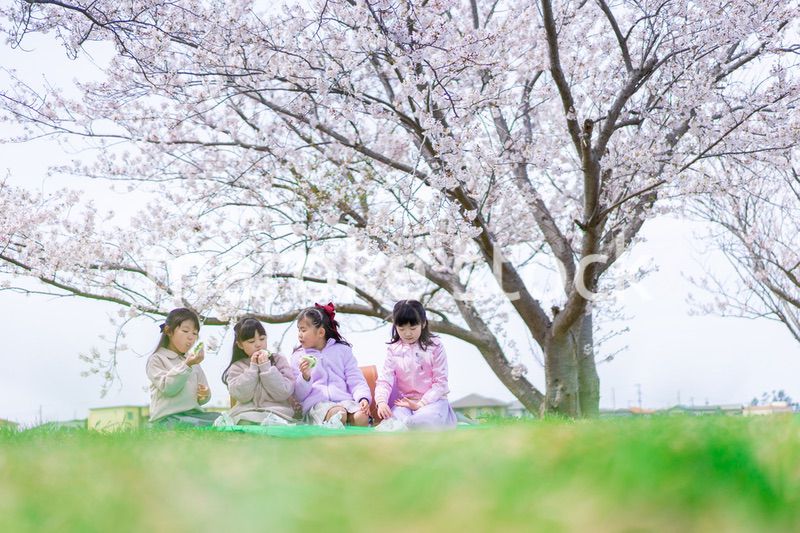 桜の木の下でピクニックをする小さな女の子たち