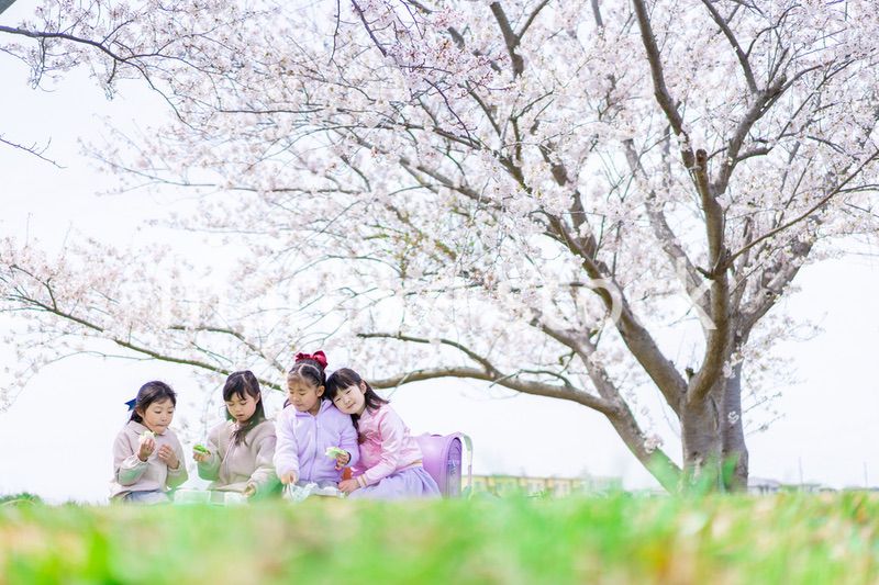 桜の木の下でピクニックをする小さな女の子たち