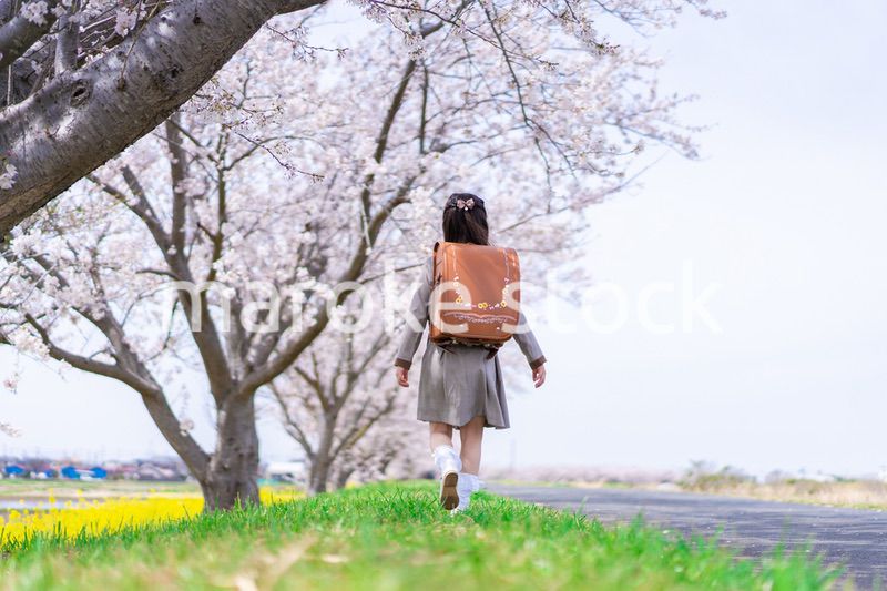 桜並木を歩くランドセルを背負った女の子