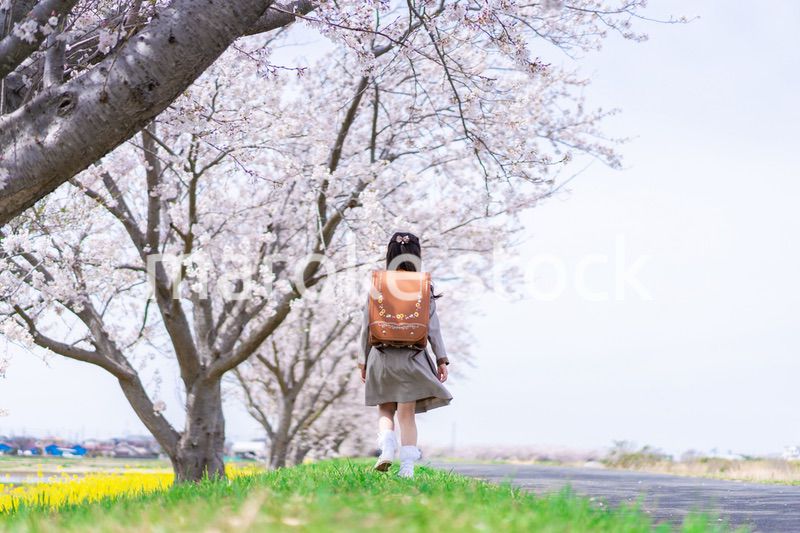桜並木を歩くランドセルを背負った女の子