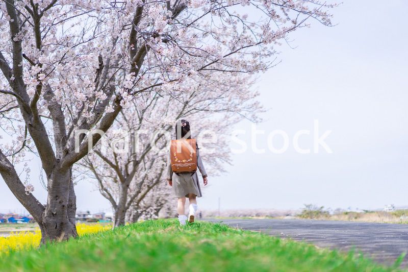 桜並木を歩くランドセルを背負った女の子