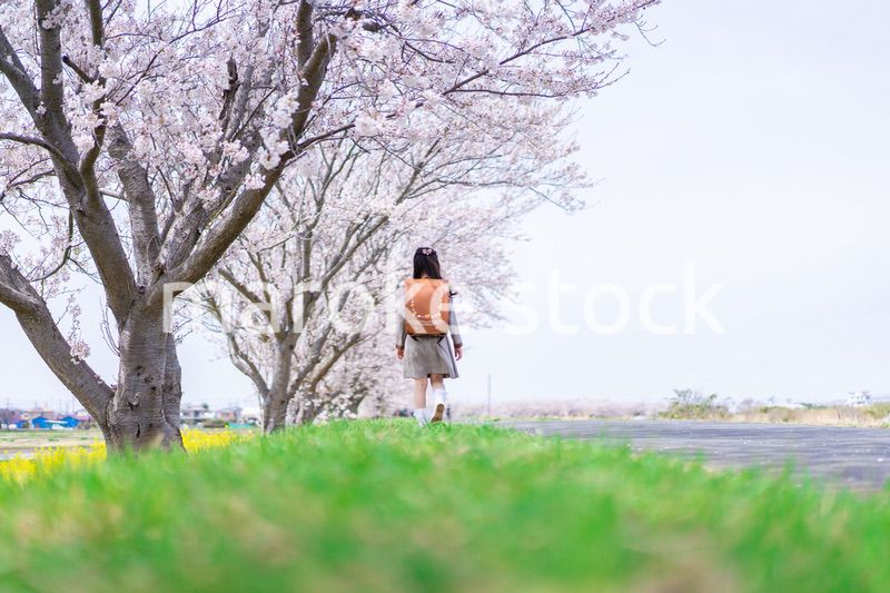 桜並木を歩くランドセルを背負った女の子