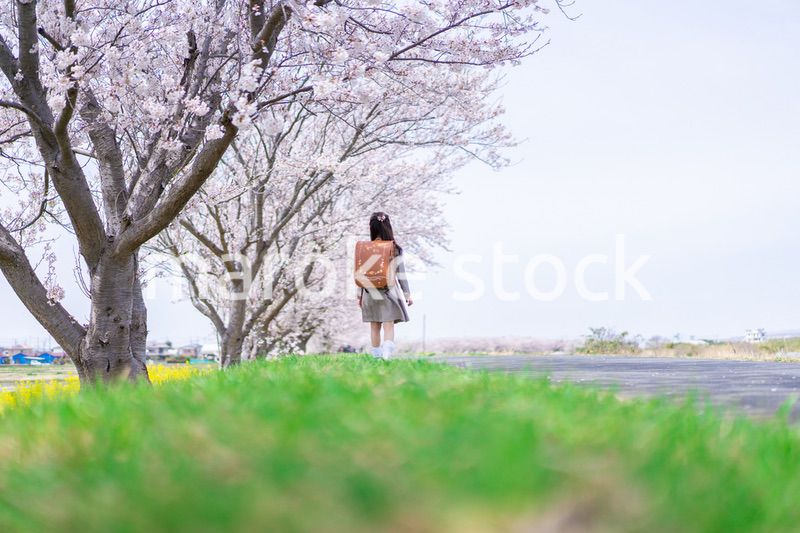 桜並木を歩くランドセルを背負った女の子