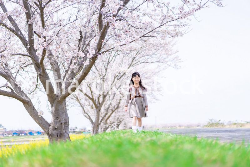 桜並木を歩くランドセルを背負った女の子