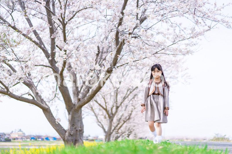 桜並木を歩くランドセルを背負った女の子