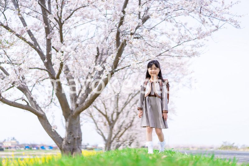 桜並木を歩くランドセルを背負った女の子