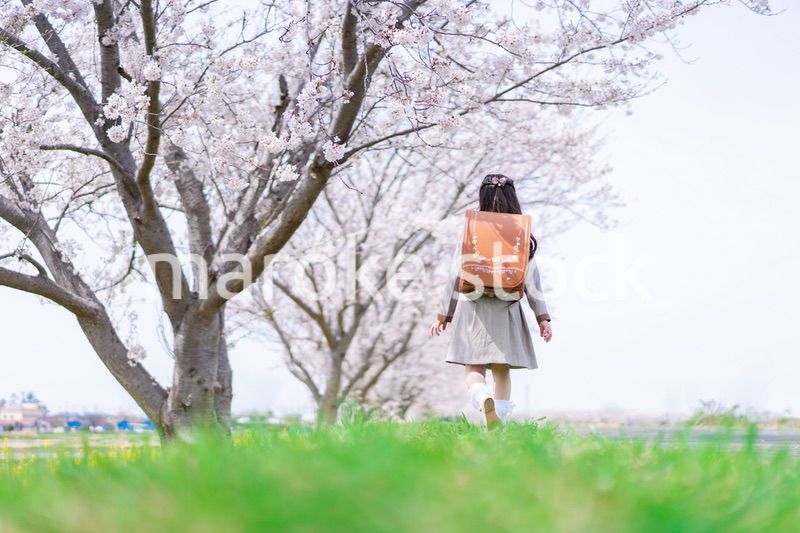 桜並木を歩くランドセルを背負った女の子