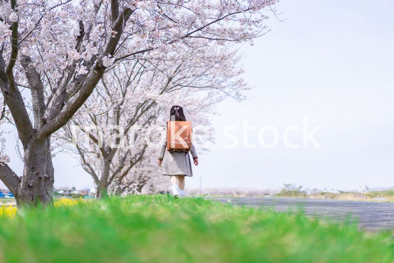 桜並木を歩くランドセルを背負った女の子