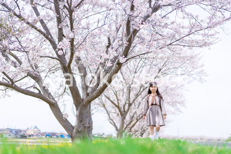 桜並木を歩くランドセルを背負った女の子