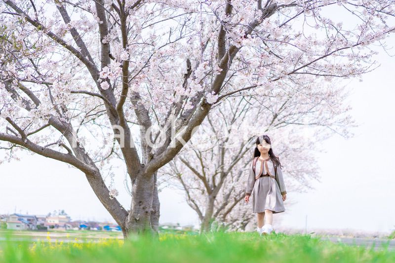 桜並木を歩くランドセルを背負った女の子