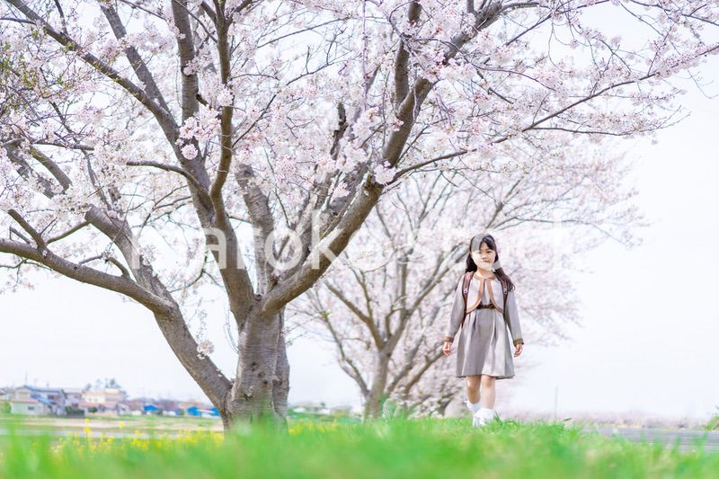 桜並木を歩くランドセルを背負った女の子