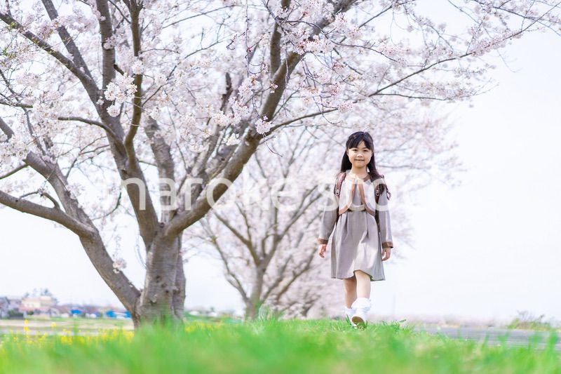 桜並木を歩くランドセルを背負った女の子