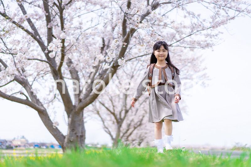 桜並木を歩くランドセルを背負った女の子