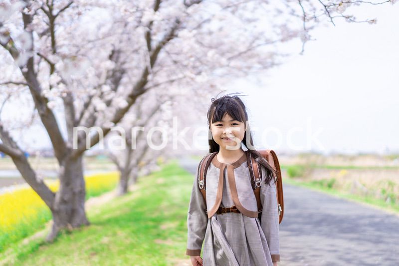 桜並木を歩くランドセルを背負った女の子